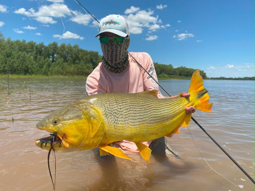 Fisherman releasing a golden dorado back into the Parana River