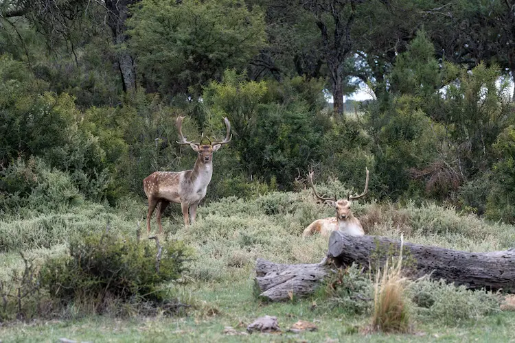 Stags in brush big game hunting opportunity near Stone River Lodge
