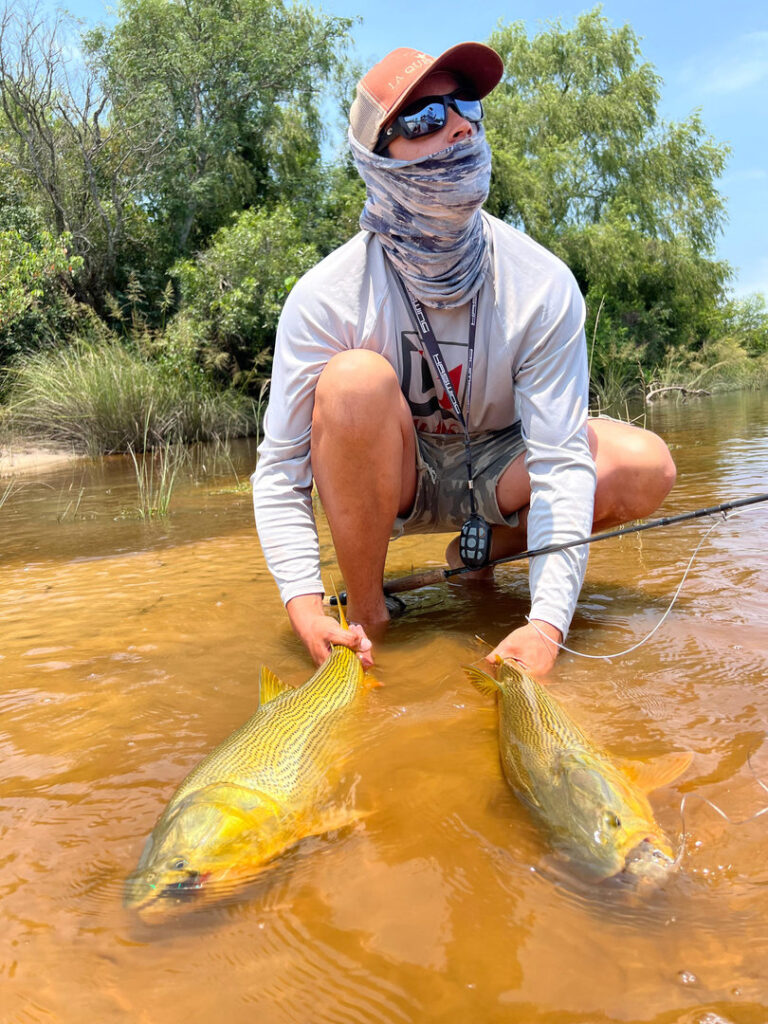 Fly fishing guide holding a large golden dorado in Argentina