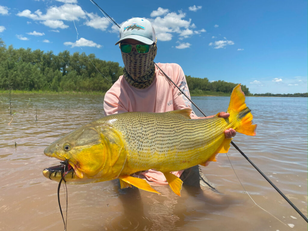 Fisherman releasing a golden dorado back into the Parana River