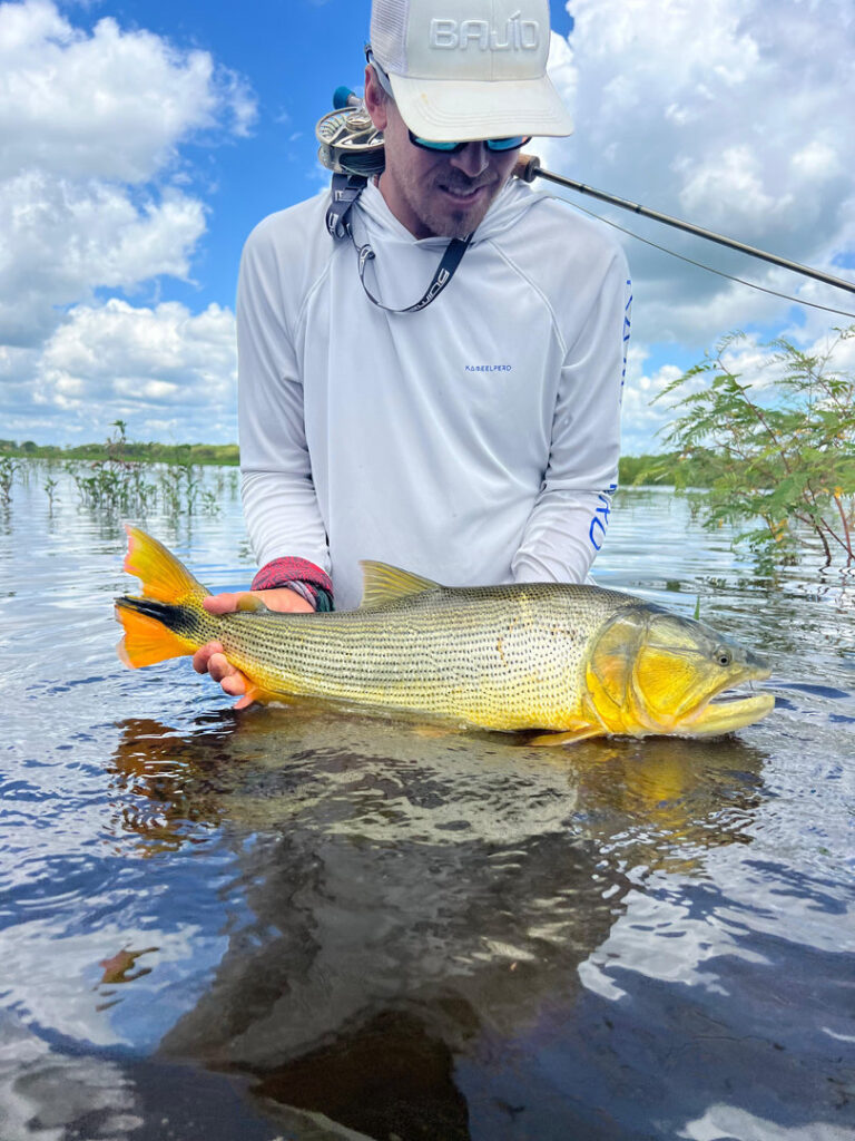 Angler holding golden dorado catch fly fishing in Argentina wetlands