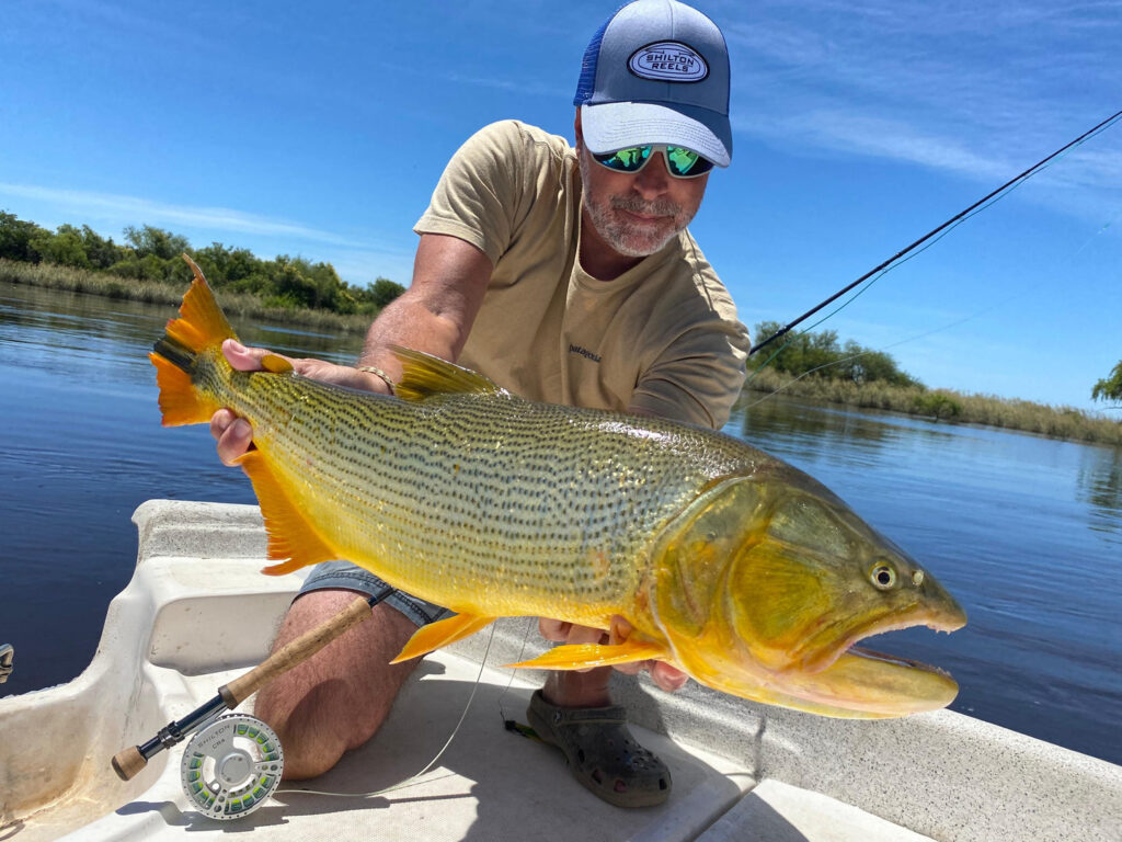 Action shot of fly fishing for golden dorado in Corrientes