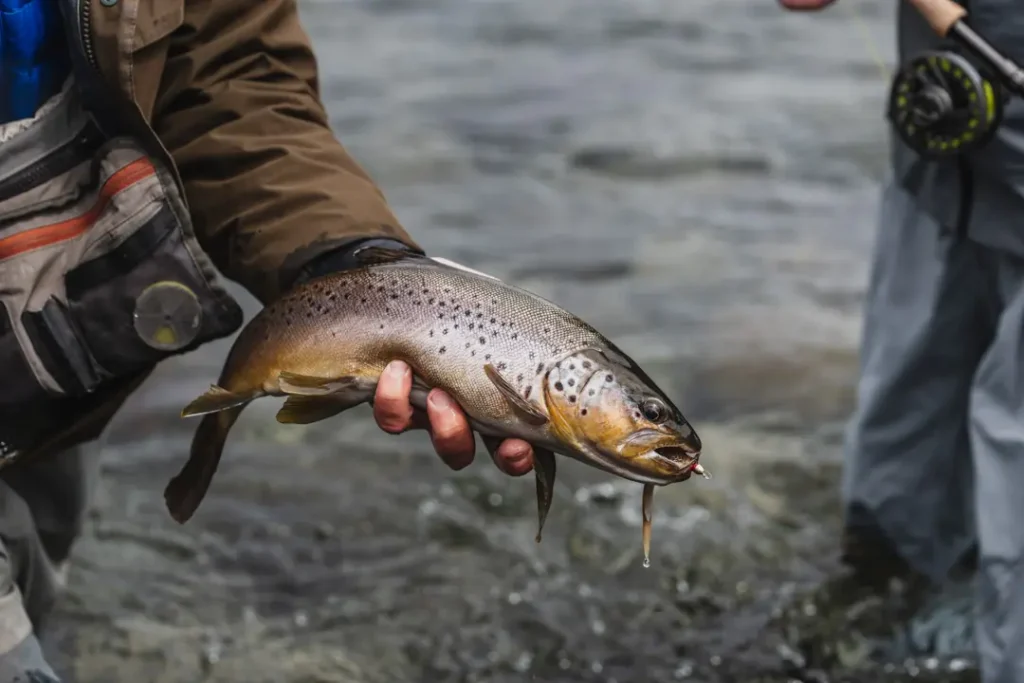 Trout fishing action in the river near Stone River Lodge