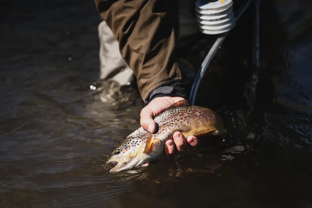 Close up of a wild trout caught near Stone River Lodge