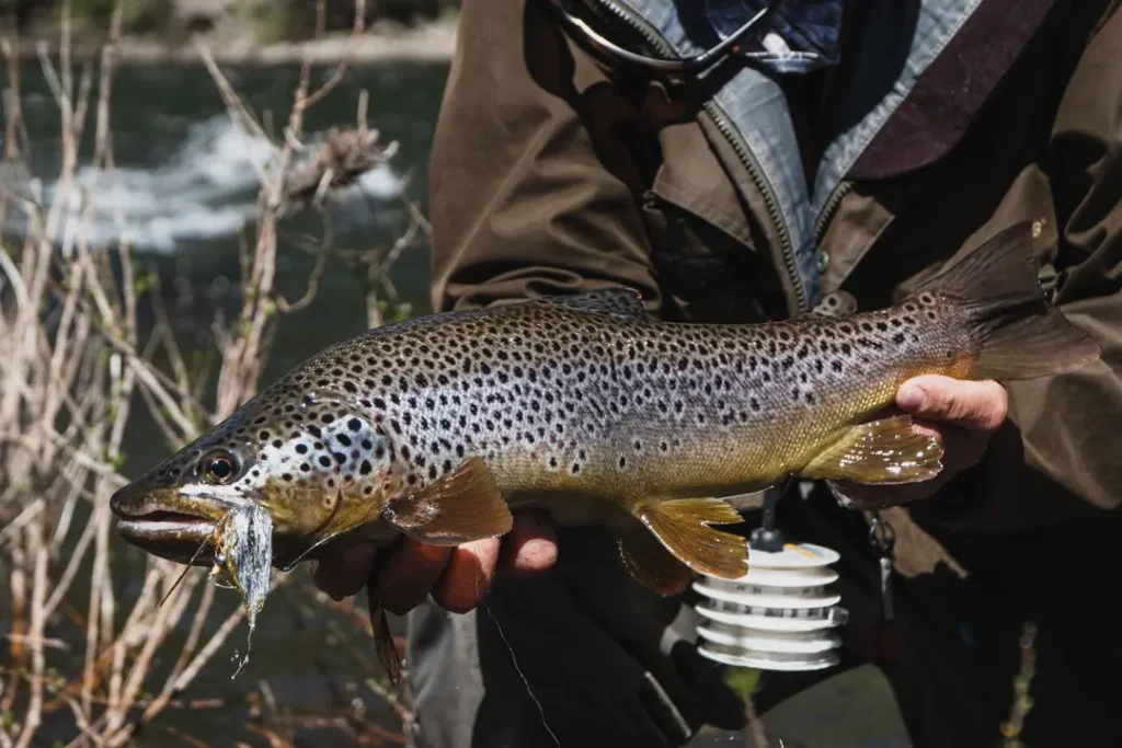 Fly fisherman exploring the waters near Stone River Lodge Argentina