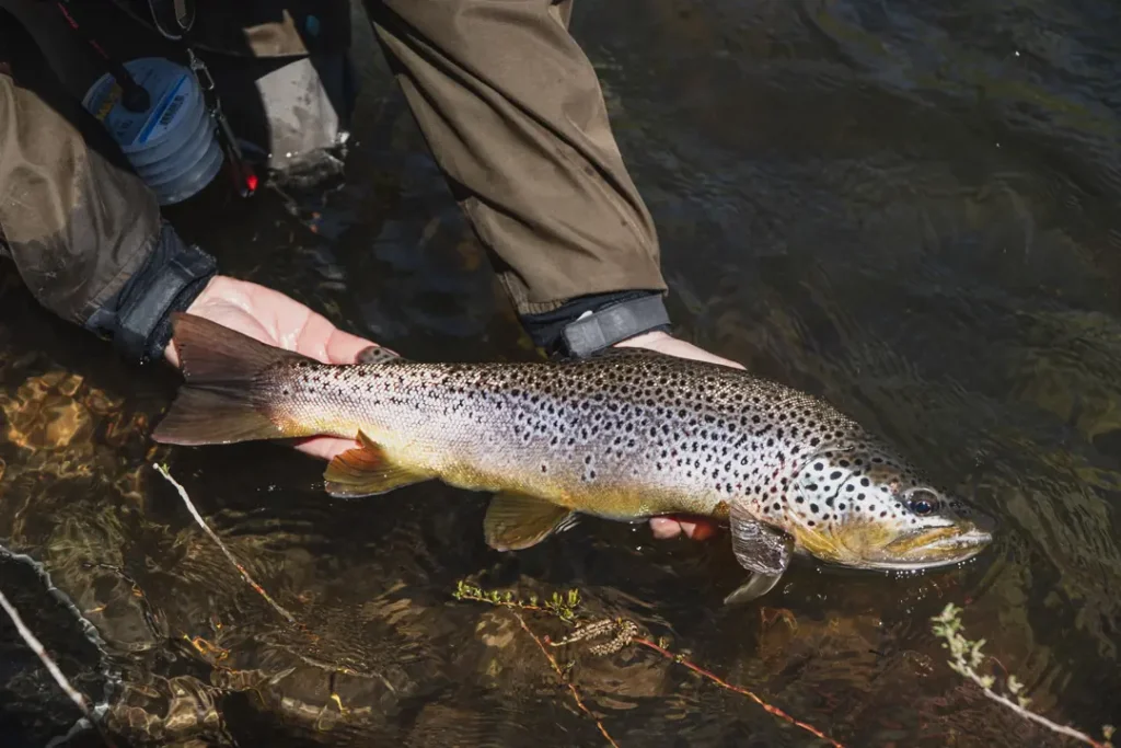 Fly fishing angler casting line on scenic Patagonia river