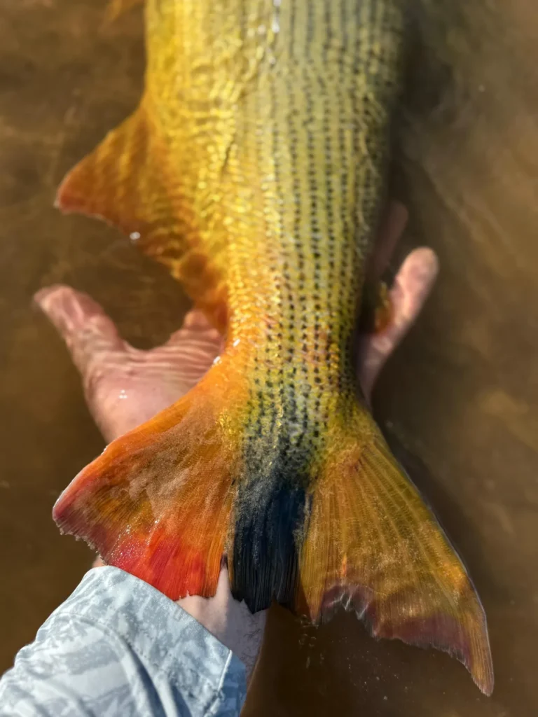 Exciting golden dorado fishing action in the Argentine wetlands
