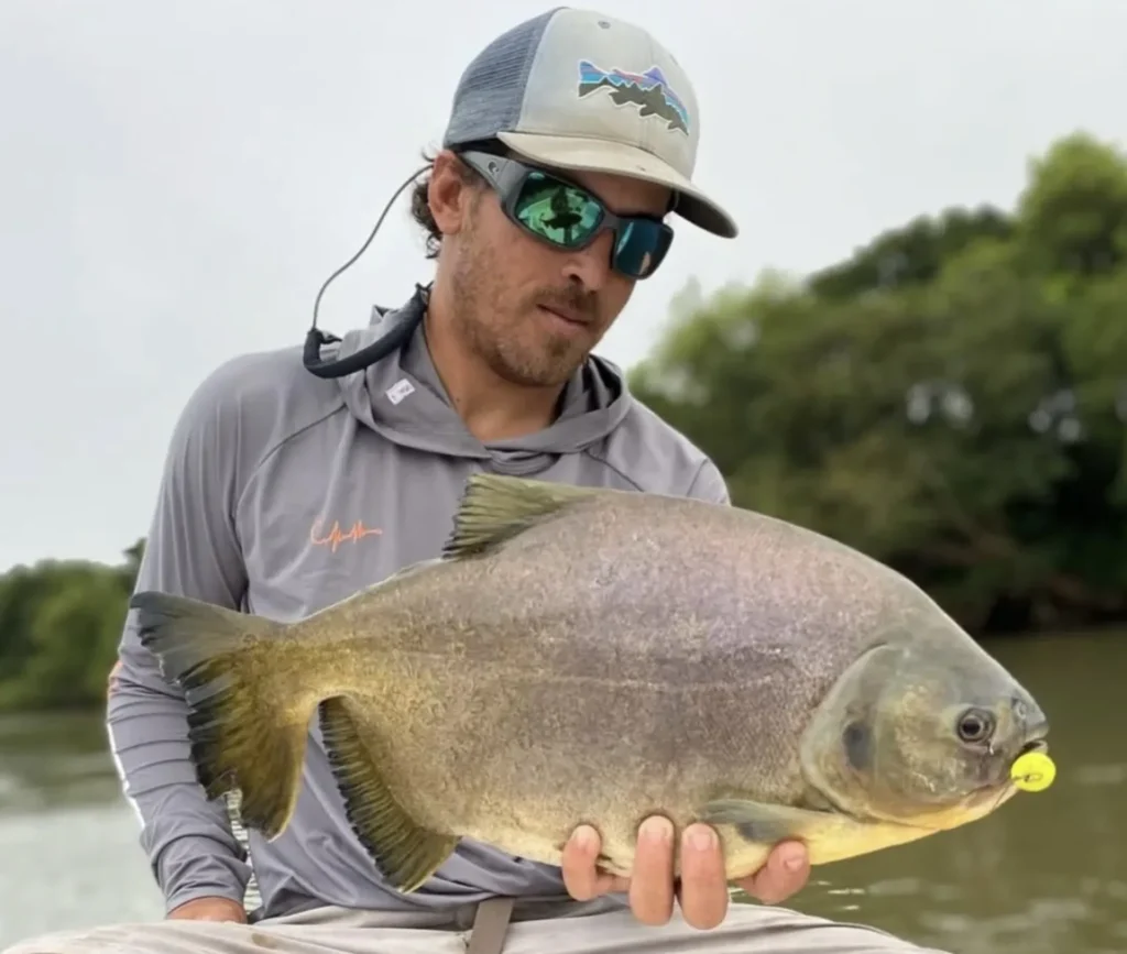 Releasing a golden dorado after a successful catch in the Parana