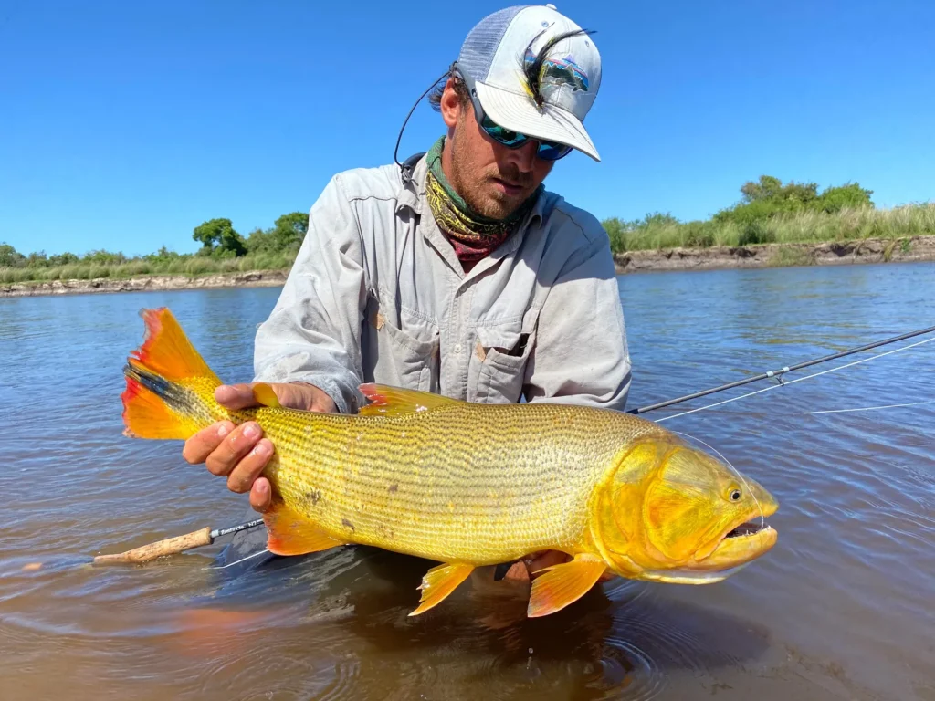 Close-up of golden dorado fish being released in murky water