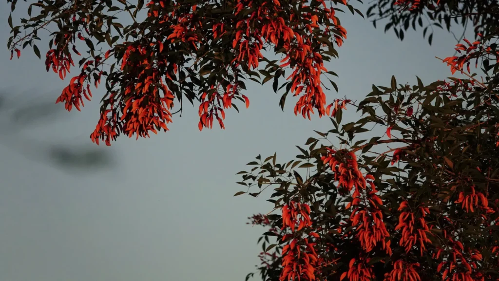 Outdoor pool and lounge area at luxury Golden Dorado Lodge