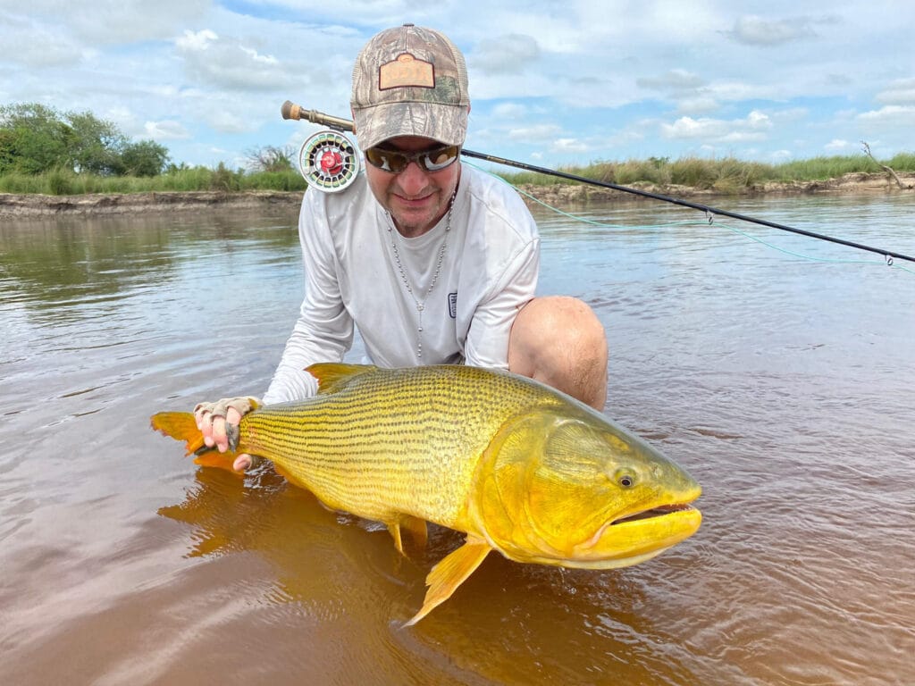 Golden dorado fishing angler kneeling by riverside grass holding a striped golden dorado near his fly reel